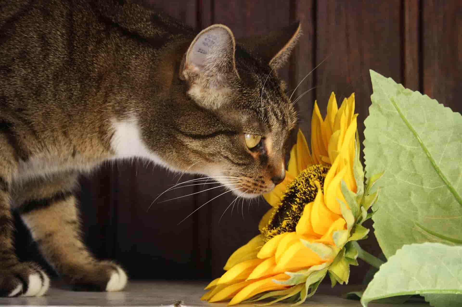 花・植物からつける猫の名前